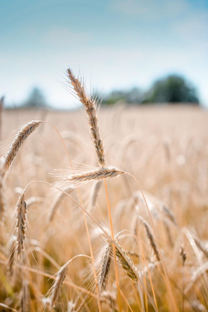 wheat-5996781_1920