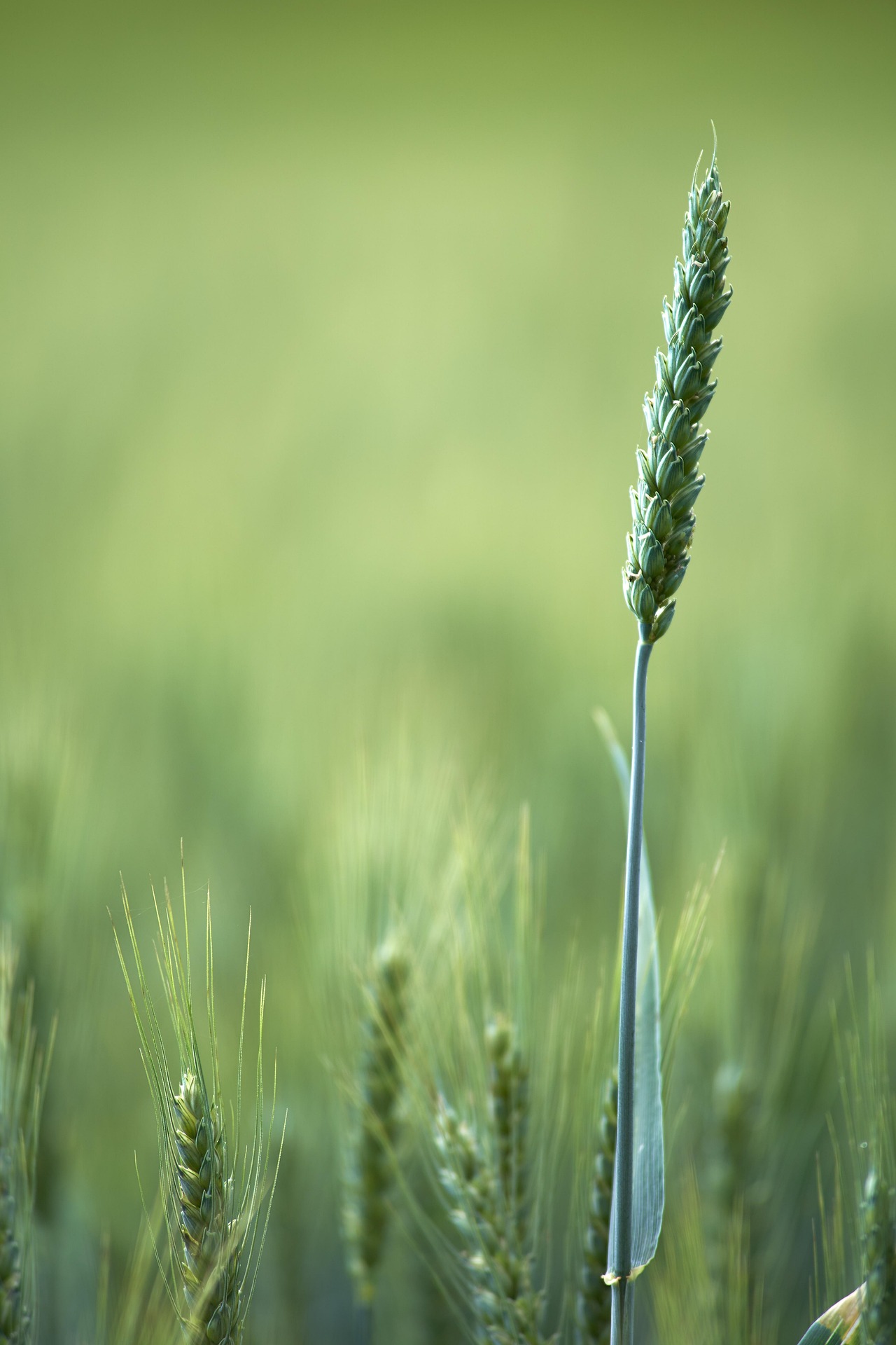 wheat-field-6581723_1920